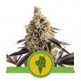 Cookies Gelato Auto - Royal Queen Seeds